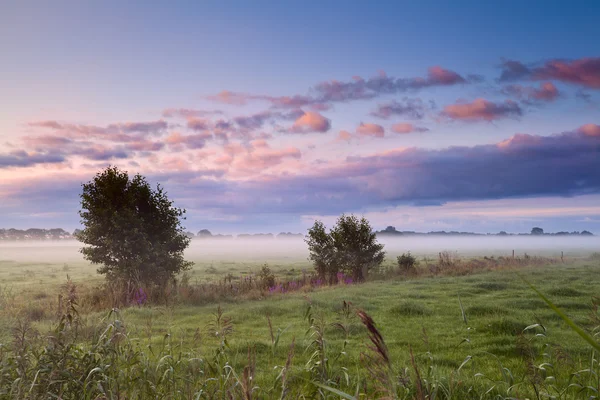 Mauvaise matinée brumeuse à Drenthe — Photo