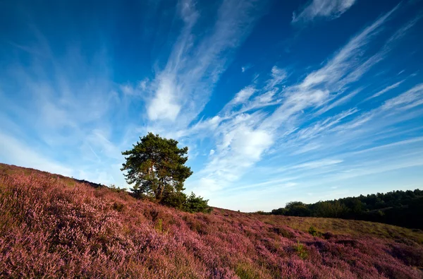 Wzgórze kwitnienia wrzosu i niebo — Zdjęcie stockowe