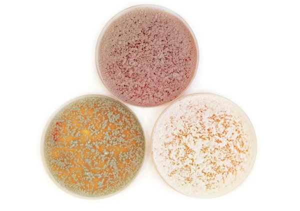 Different fungi microorganisms on agar plate — Stock Photo, Image