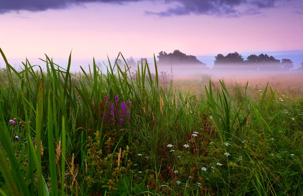 Blühende Wiese im Nebel — Stockfoto