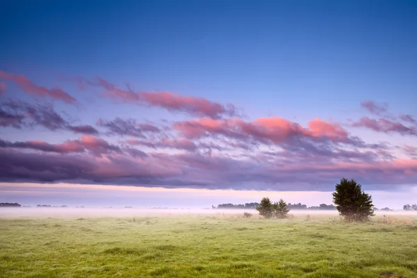 Campo olandese nella nebbia mattutina — Foto Stock