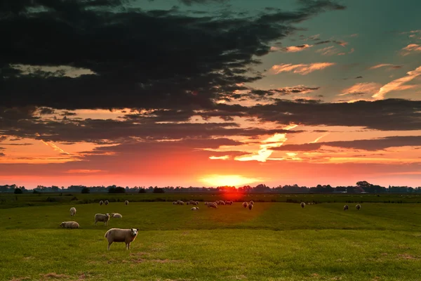 Ovelhas no campo contra o sol — Fotografia de Stock