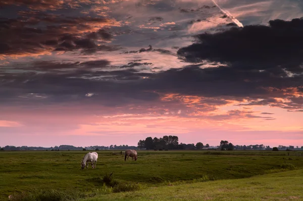 Zwei Pferde auf der Morgenweide — Stockfoto