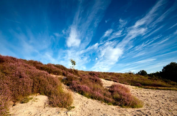 Piaszczyste wydmy i heather różowy — Zdjęcie stockowe