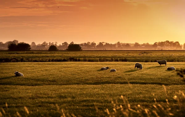 Holländische Pastoral bei Sonnenaufgang — Stockfoto