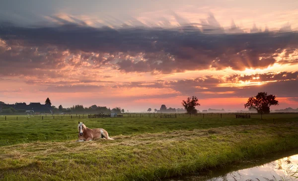 Horse on Dutch pasture at sunrise — Stock Photo, Image