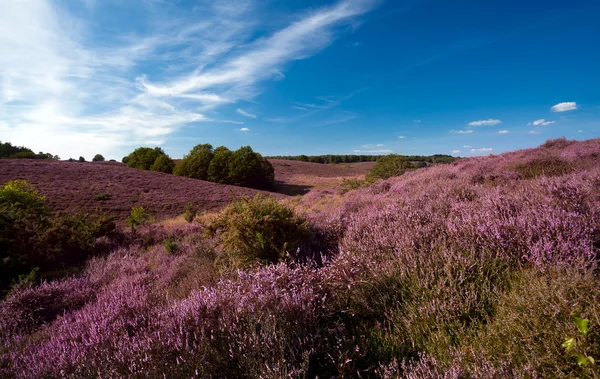 Çiçekli heather tepeler üzerinde — Stok fotoğraf