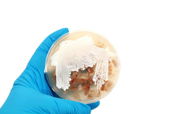 Streptomyces bactérias em placa de ágar — Fotografia de Stock