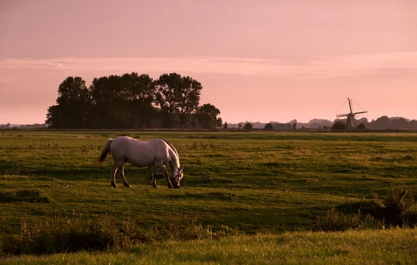 Mulino a vento e cavalli al pascolo estivo all'alba, Groninga — Foto Stock