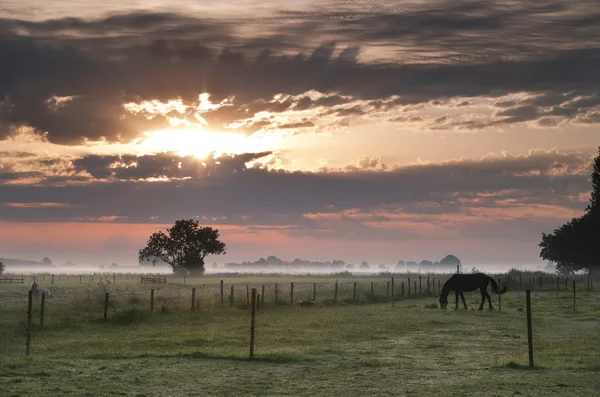 Nebelweide in Groningen — Stockfoto