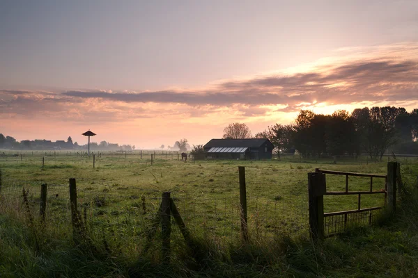 Dutch farn in morning — Stock Photo, Image