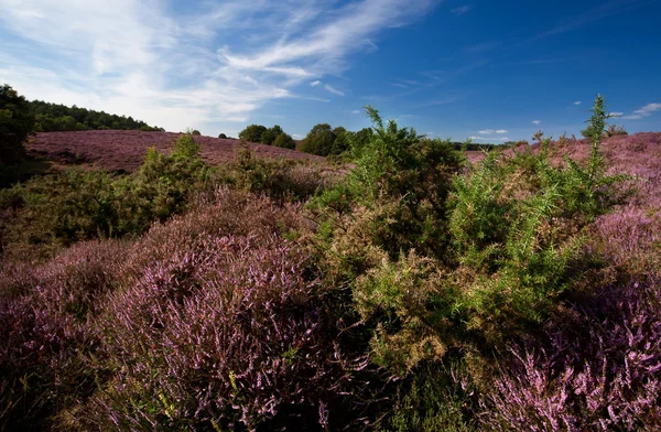 Blossoming heather — Stock Photo, Image