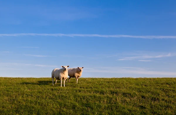 Two sheep over sky — Stok fotoğraf