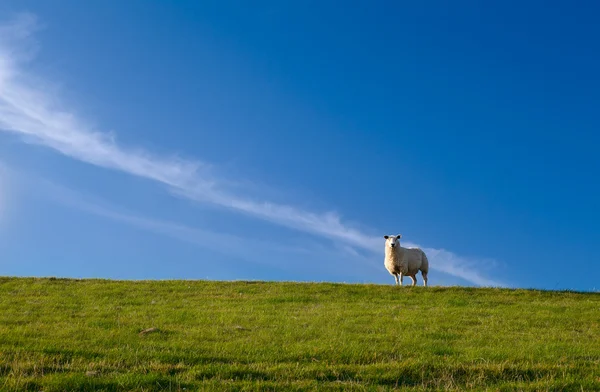 Cute sheep over blue sky — Stock Photo, Image