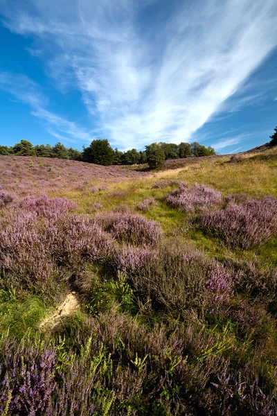 Vele bloeiende heide — Stockfoto