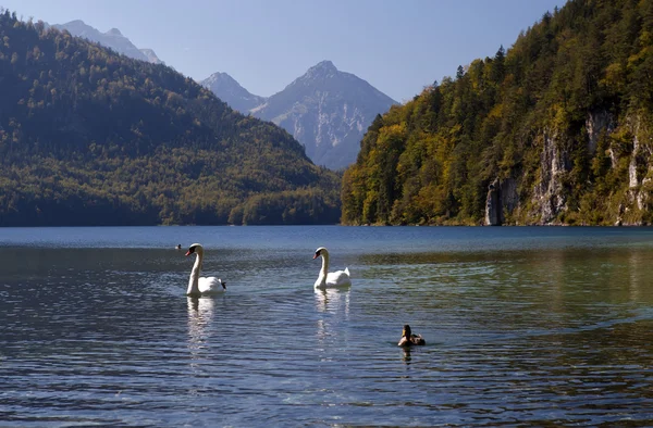 Vahşi beyaz kuğular üzerinde alpensee — Stok fotoğraf