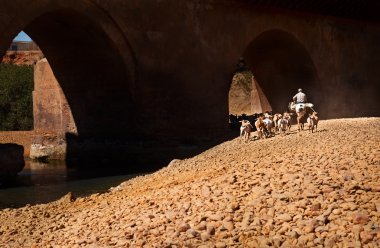 İspanyol sığır - keçi çiftliği yolda
