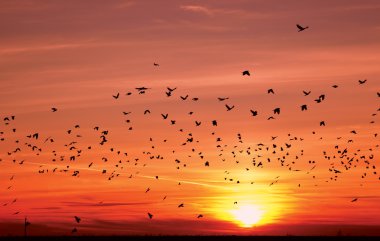 Silhouettes of flying birds over sunset