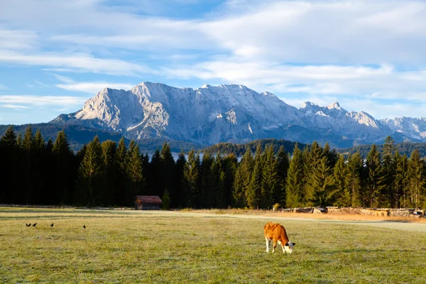 Young alpine cow on pasture — Stock Photo, Image