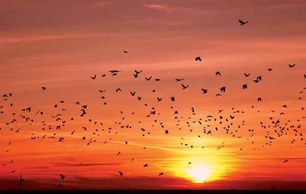 Siluetas de aves voladoras al atardecer — Foto de Stock