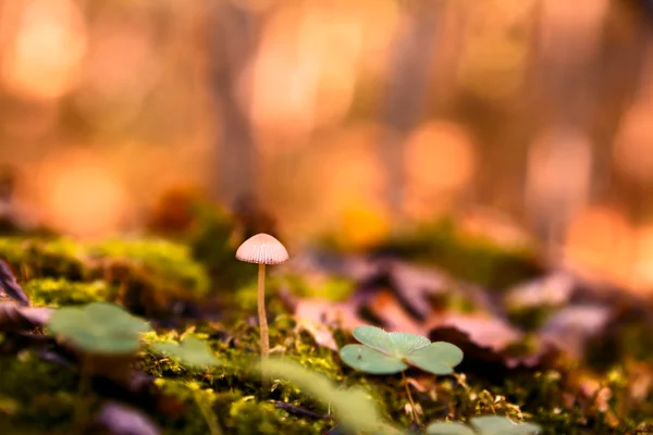 Mushroom in autumn forest — Stock Photo, Image