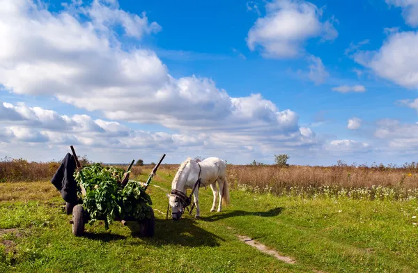 Caballo y carro en el campo — Foto de Stock