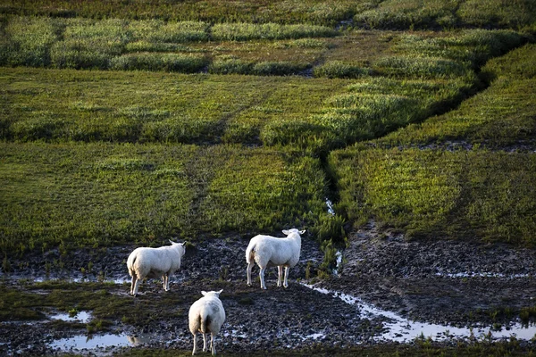 Dutch sheep on pasture — Stock Photo, Image