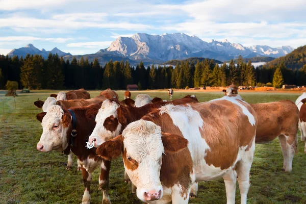 Vaches laitières dans les Alpes bavaroises — Photo