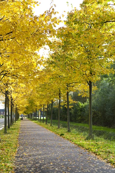 Beco com árvores de outono amarelas — Fotografia de Stock