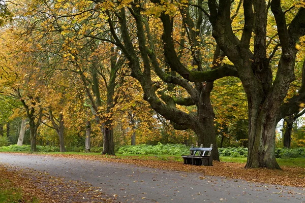 Autumn season in Netherlands — Stock Photo, Image