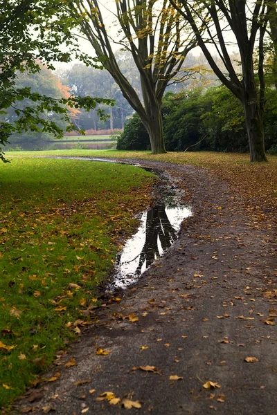 Reflection of autumn tree in puddle — Stock Photo, Image