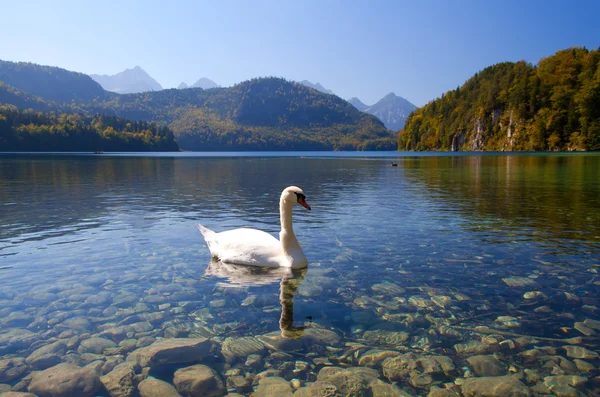 在 alpsee 上的白色天鹅 — 图库照片