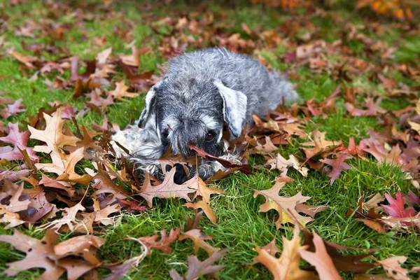 Cute dog in the grass — Stock Photo, Image