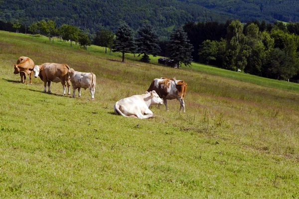 Few alpine cows on pasture — Stock Photo, Image