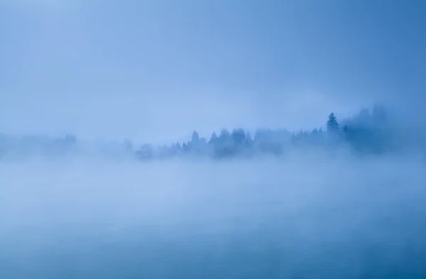 Альпийский хвойный лес в утреннем тумане — стоковое фото