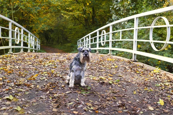 Dvärgschnauzer på bron — Stockfoto