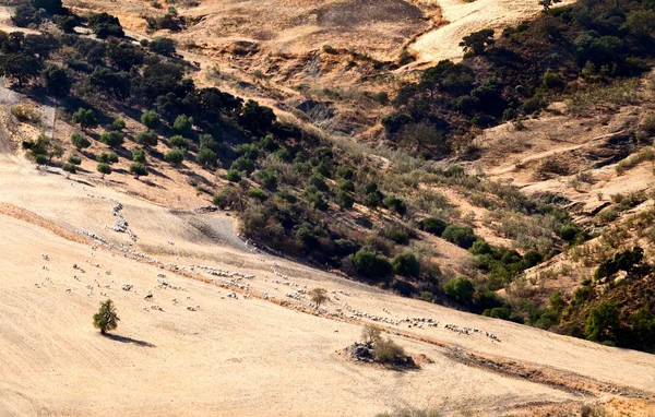 Gregge di pecore sui prati in Andalusia — Foto Stock