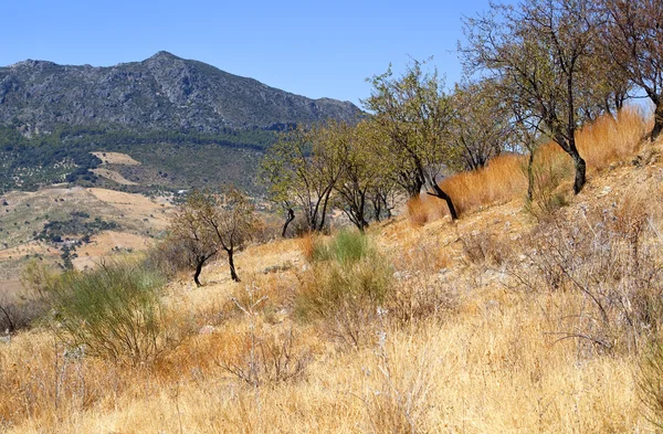 Beautiful landscape with mountains and almond trees — Stock Photo, Image