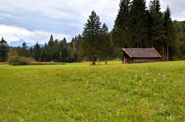 Spätkrokusse auf Almwiese — Stockfoto