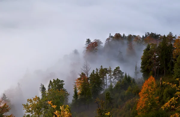 Autumn alpine forest in fog — Stock Photo, Image