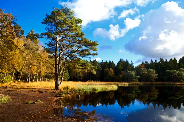 Stagno selvatico nella foresta — Foto Stock