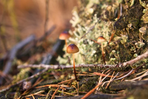 Little mushroom in autumn — Stock Photo, Image