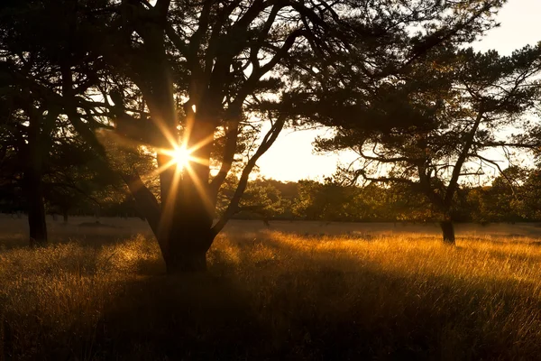 Solstrålar i solnedgången genom träd — Stockfoto