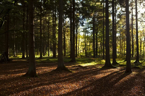 Jehličnatý les — Stock fotografie