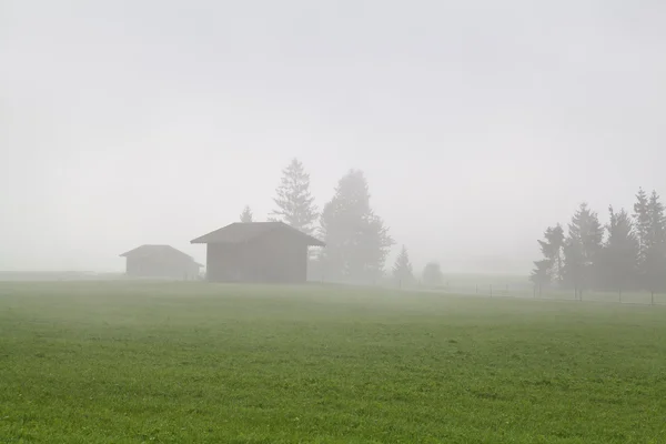 Ağaçlar ve sis çiftlikleri — Stok fotoğraf