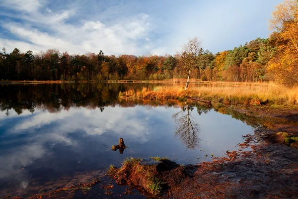 Luce mattutina sul laghetto della foresta — Foto Stock