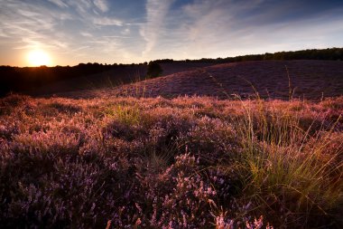 Sunset Hill heather ile kaplı