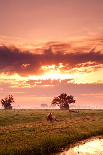 Caballo en pasto holandés al amanecer —  Fotos de Stock