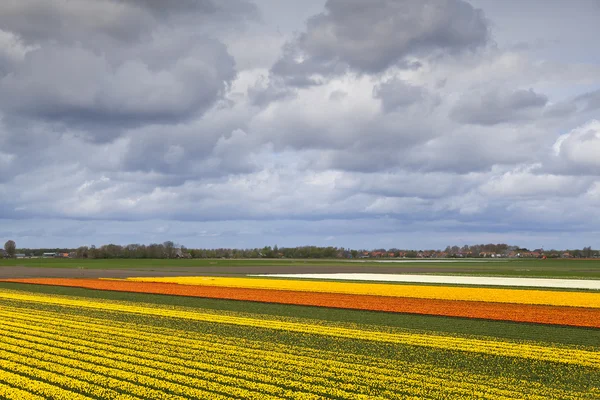 Champs de tulipes dans le nord des Pays-Bas — Photo