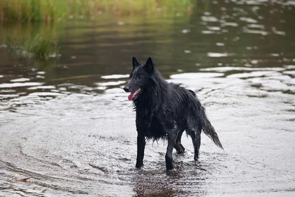 Belgiska fårhund (chien de berger belge, belgisk vallhund) — Stockfoto